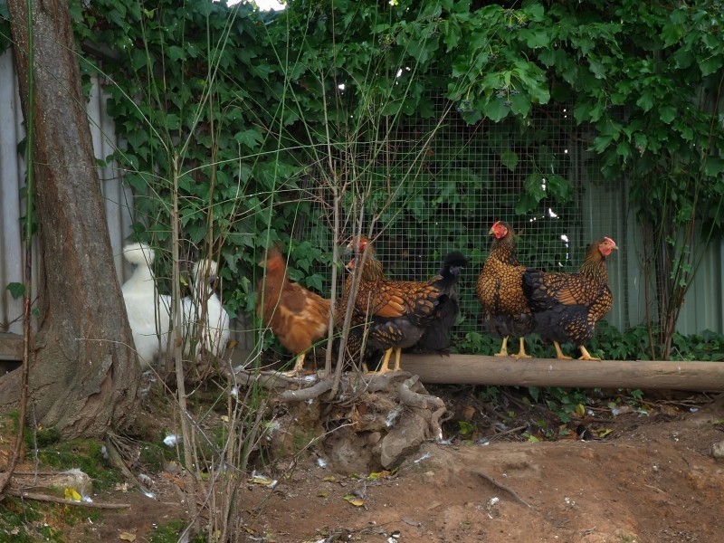 18 Elizabeth Street, Woodside SA 5244