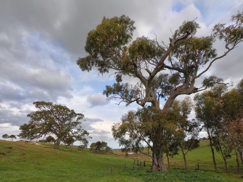 317 Scrubby Hill Rd, Wistow SA 5251