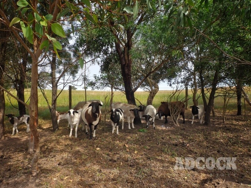 206 Military Road, Woodside SA 5244