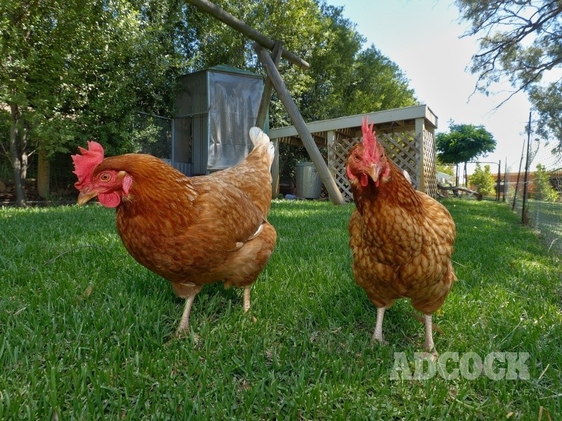 7 Hillside Court, Mount Barker SA 5251