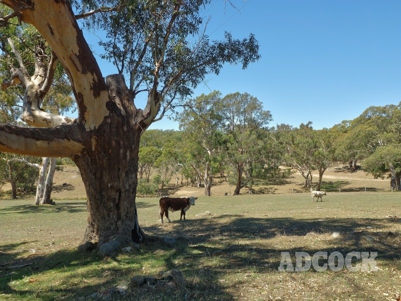 Lot 80 Borehamwood Road, Mount Torrens SA 5244