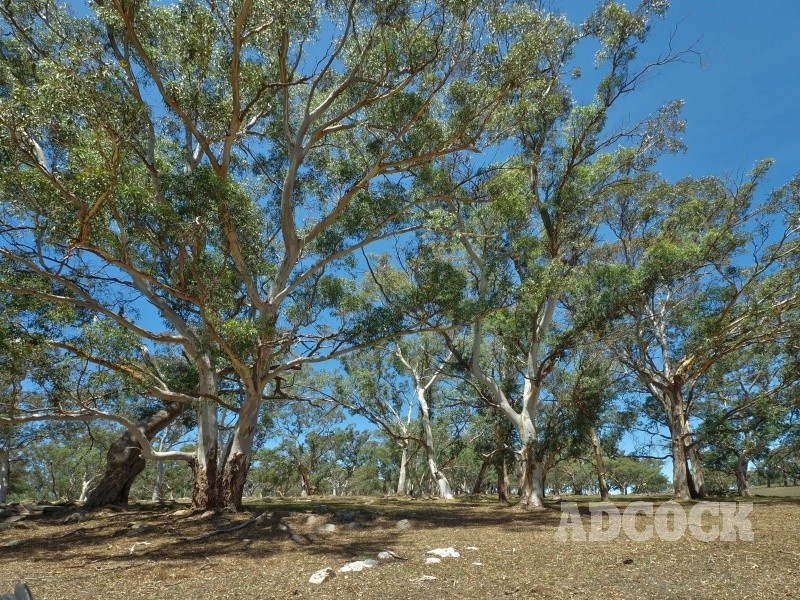 Lot 80 Borehamwood Road, Mount Torrens SA 5244