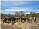Lot 80 Borehamwood Road, Mount Torrens SA 5244