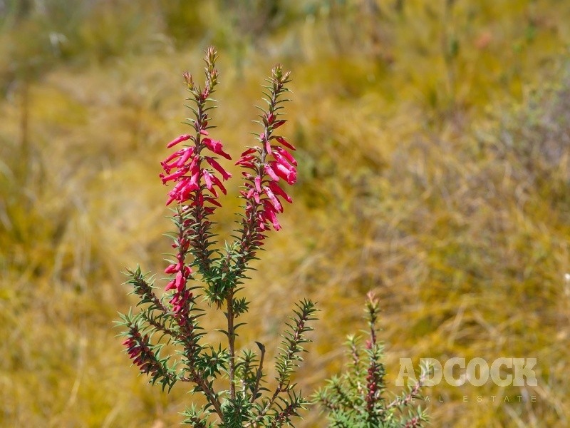 2126C Greenhill Road, Carey Gully SA 5144