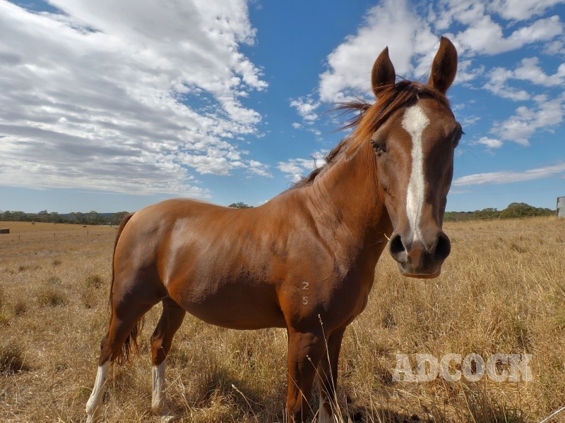 59 McLean Road, Birdwood SA 5234