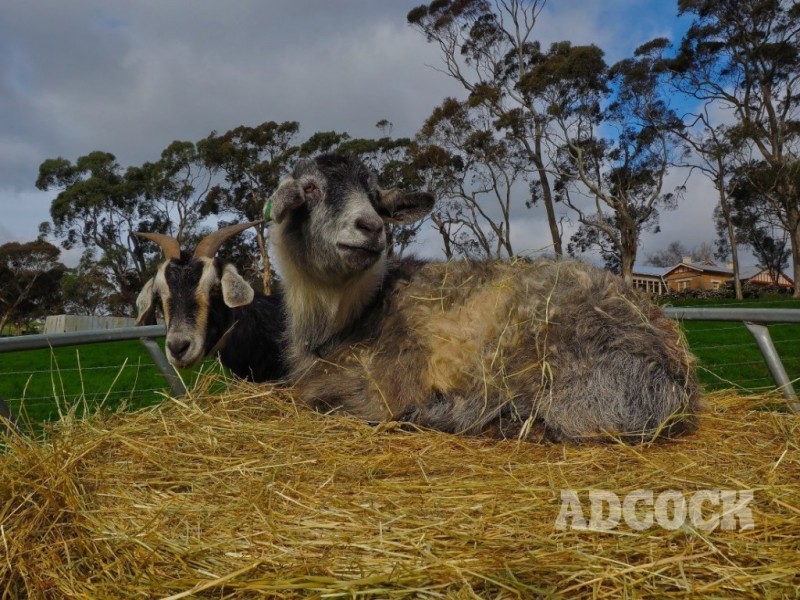 37 Marianna Street, Echunga SA 5153