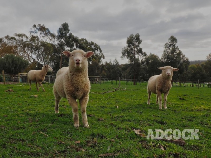 37 Marianna Street, Echunga SA 5153