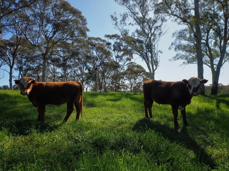 434 Burns Road, Woodside SA 5244