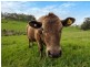 22 Haines Firetrack, Hahndorf SA 5245