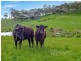 22 Haines Firetrack, Hahndorf SA 5245