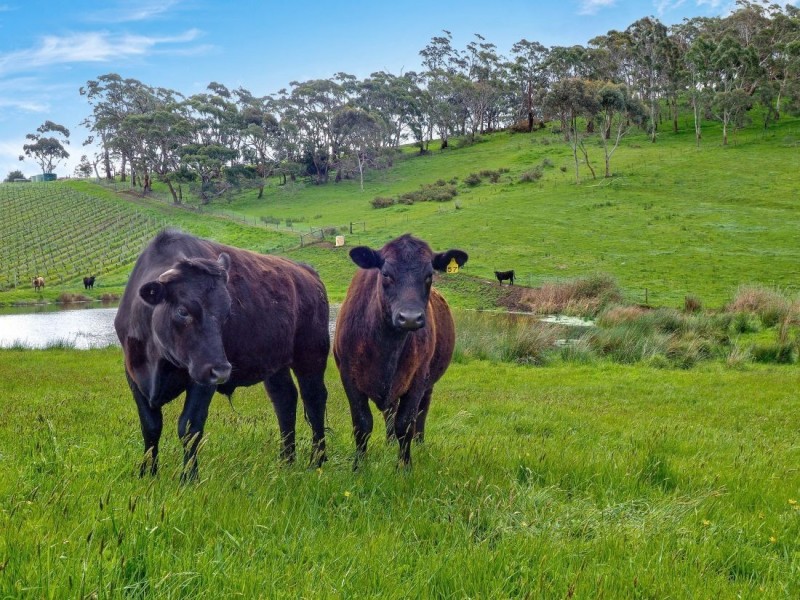 22 Haines Firetrack, Hahndorf SA 5245