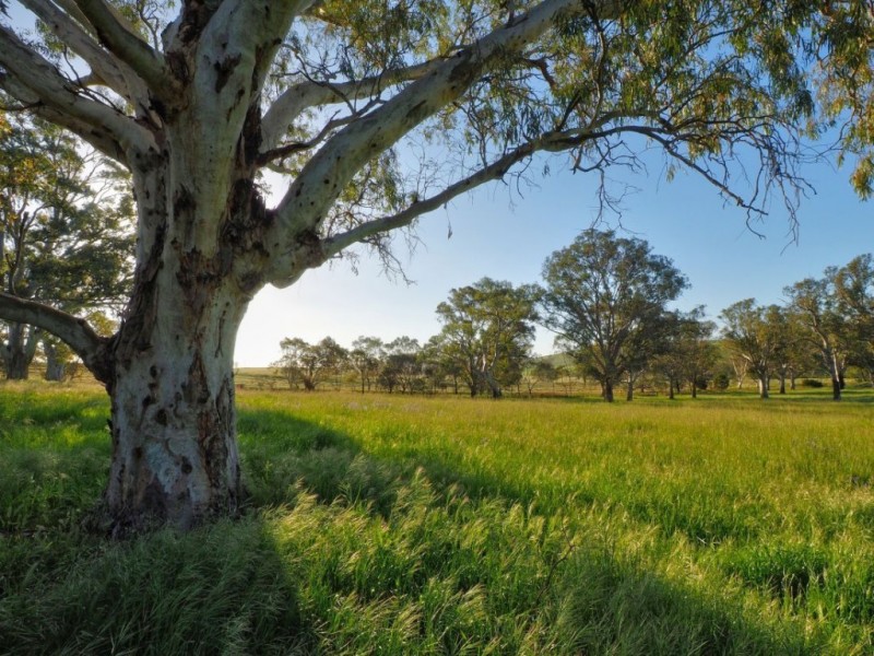 Lot 14, 299 Collins Road, Tungkillo SA 5236