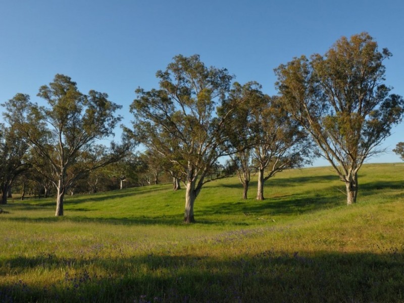 Lot 14, 299 Collins Road, Tungkillo SA 5236