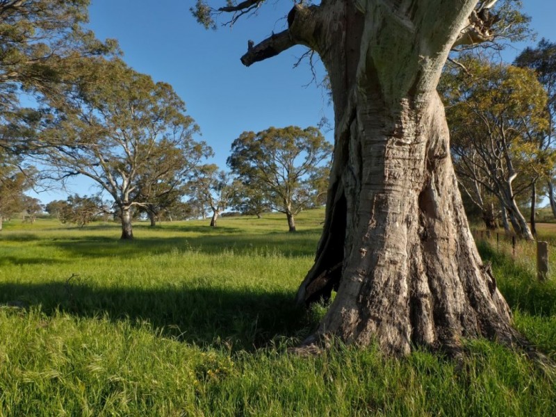 Lot 14, 299 Collins Road, Tungkillo SA 5236