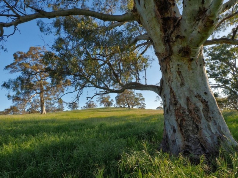 Lot 14, 299 Collins Road, Tungkillo SA 5236