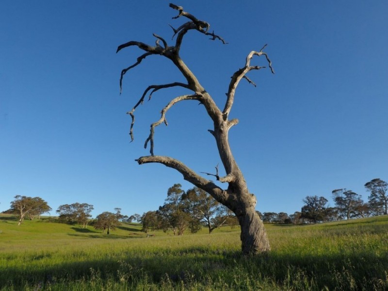 Lot 14, 299 Collins Road, Tungkillo SA 5236