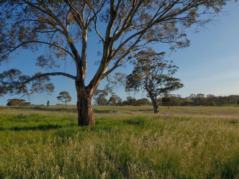 Lot 14, 299 Collins Road, Tungkillo SA 5236