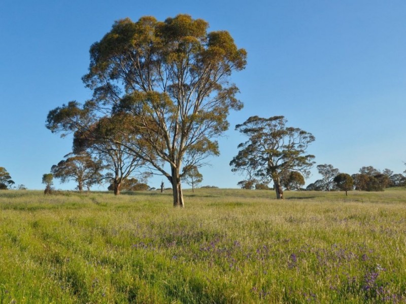 Lot 14, 299 Collins Road, Tungkillo SA 5236