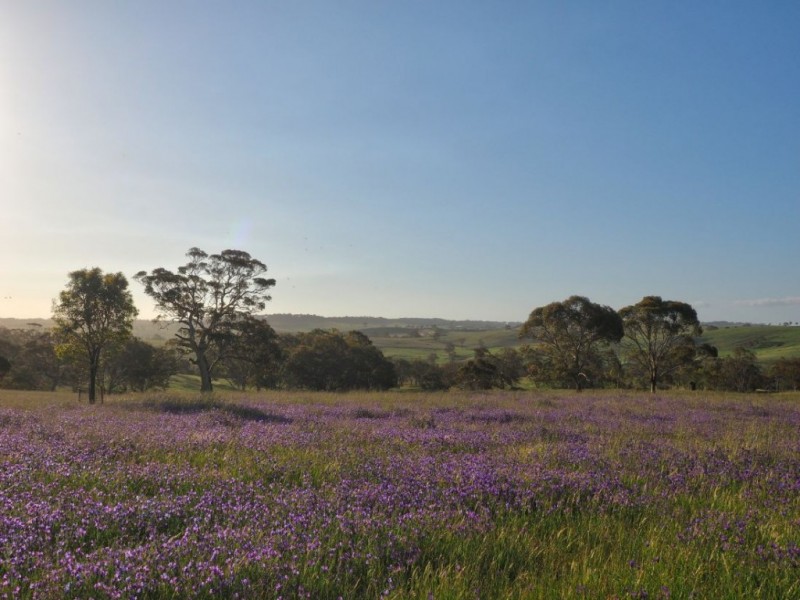 Lot 14, 299 Collins Road, Tungkillo SA 5236