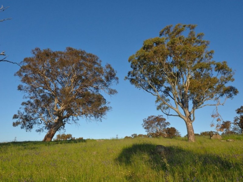 Lot 14, 299 Collins Road, Tungkillo SA 5236