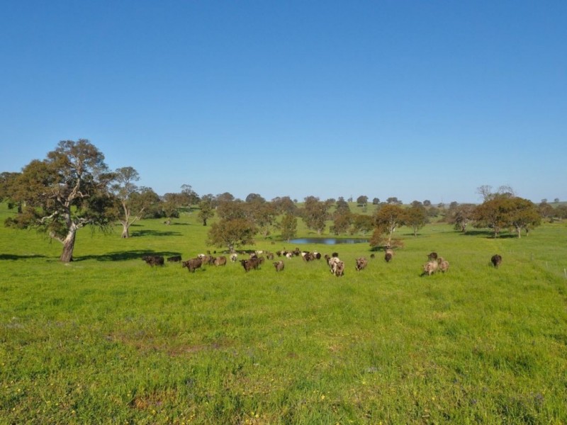 Lot 18, 299 Collins Road, Tungkillo SA 5236