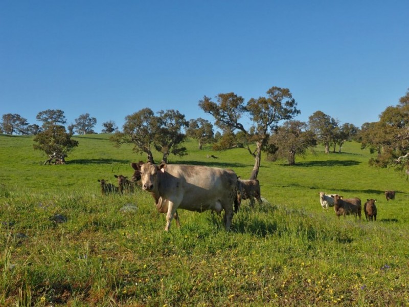 Lot 18, 299 Collins Road, Tungkillo SA 5236