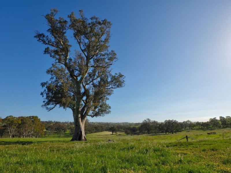 Lot 18, 299 Collins Road, Tungkillo SA 5236