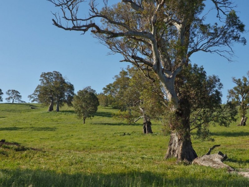 Lot 18, 299 Collins Road, Tungkillo SA 5236