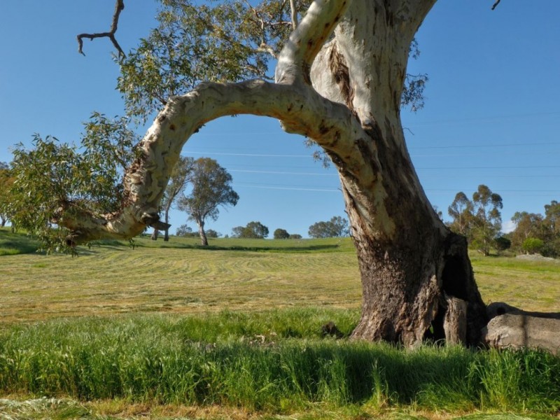 Lot 18, 299 Collins Road, Tungkillo SA 5236