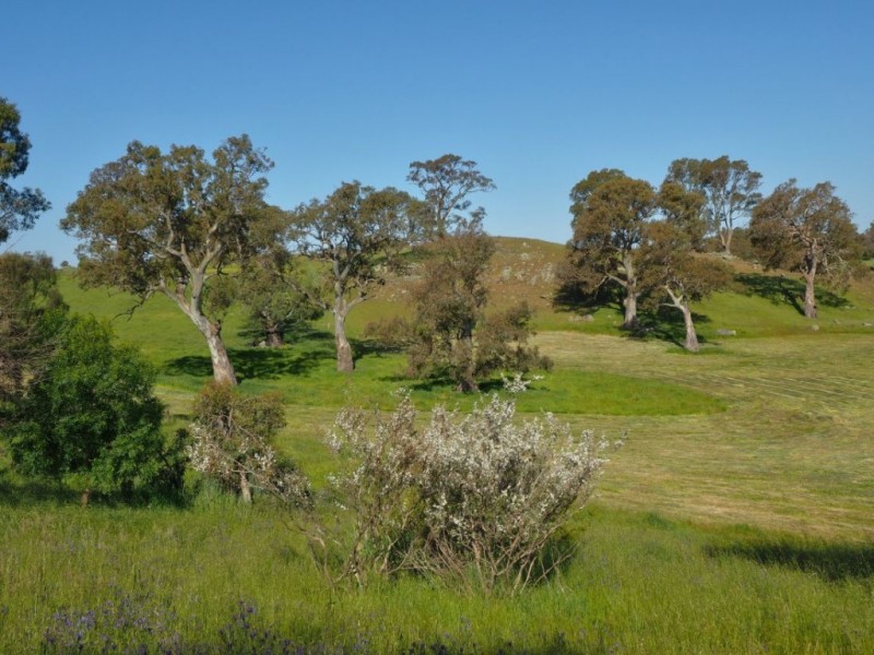 Lot 18, 299 Collins Road, Tungkillo SA 5236