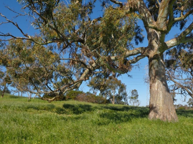 Lot 18, 299 Collins Road, Tungkillo SA 5236