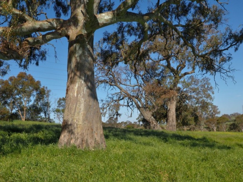 Lot 18, 299 Collins Road, Tungkillo SA 5236