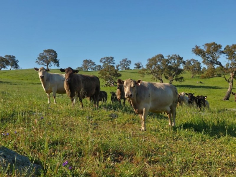 Lot 18, 299 Collins Road, Tungkillo SA 5236