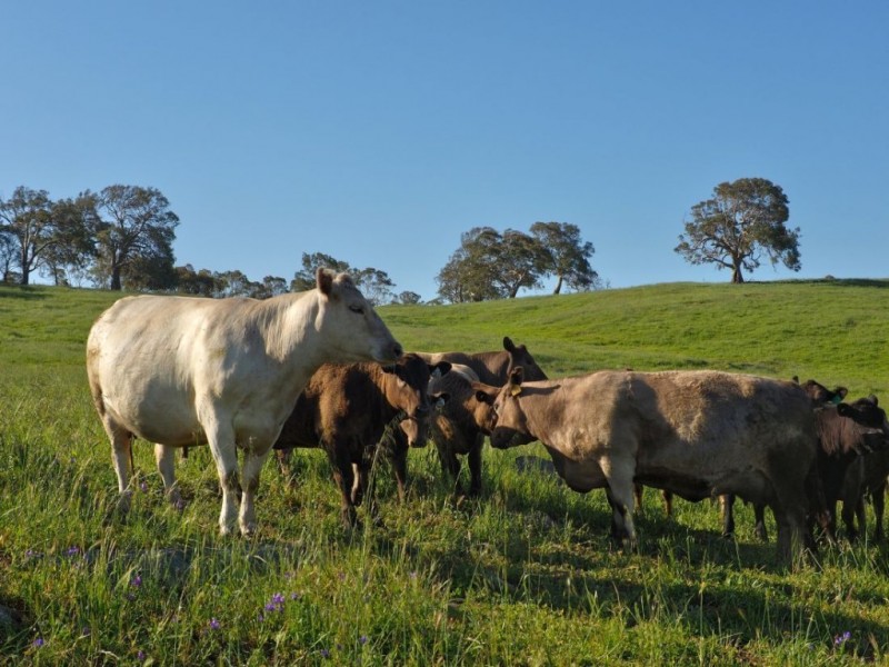 Lot 18, 299 Collins Road, Tungkillo SA 5236