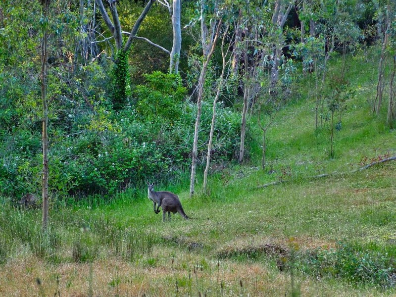 251 Pole Road, Ironbank SA 5153