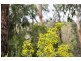 Lot 48, 227 Upper Sturt Road, Upper Sturt SA 5156