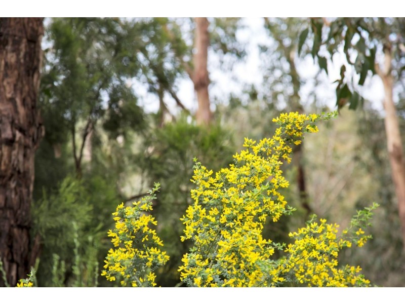 Lot 48, 227 Upper Sturt Road, Upper Sturt SA 5156