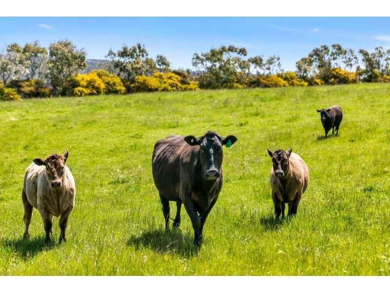 147A &147B Sheoak Hill Road, Mount Torrens SA 5244