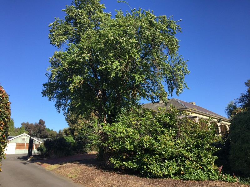 43 Adelaide Road, Mount Barker SA 5251