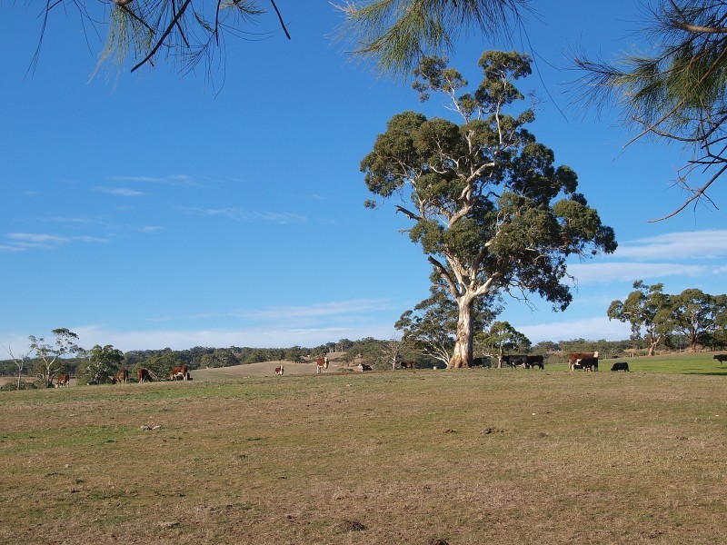 353 Kondoparinga Road MEADOWS VIA, Mount Barker SA 5251