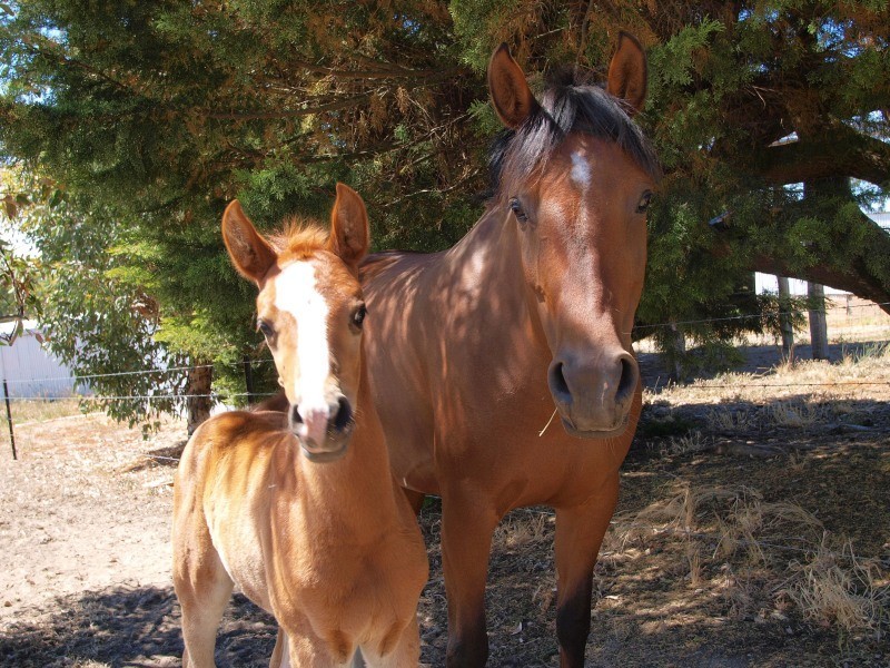 Lot 2 Wenzel Road, Oakbank SA 5243