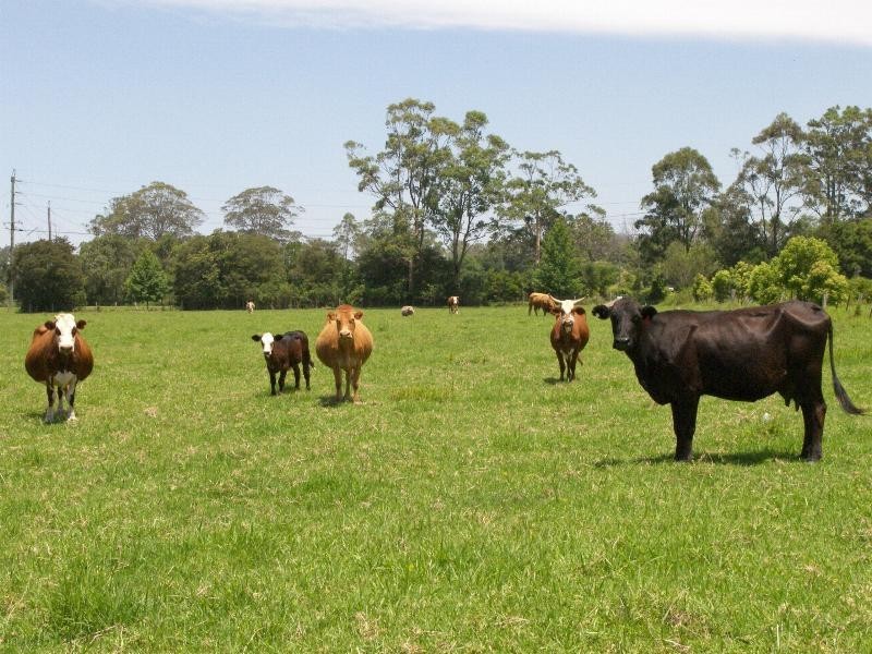 Mardi NSW 2259