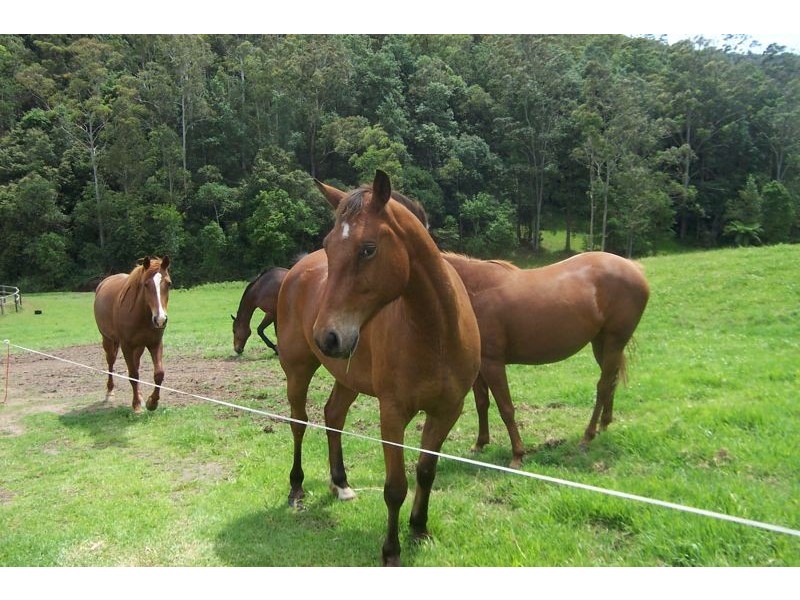 Jilliby NSW 2259