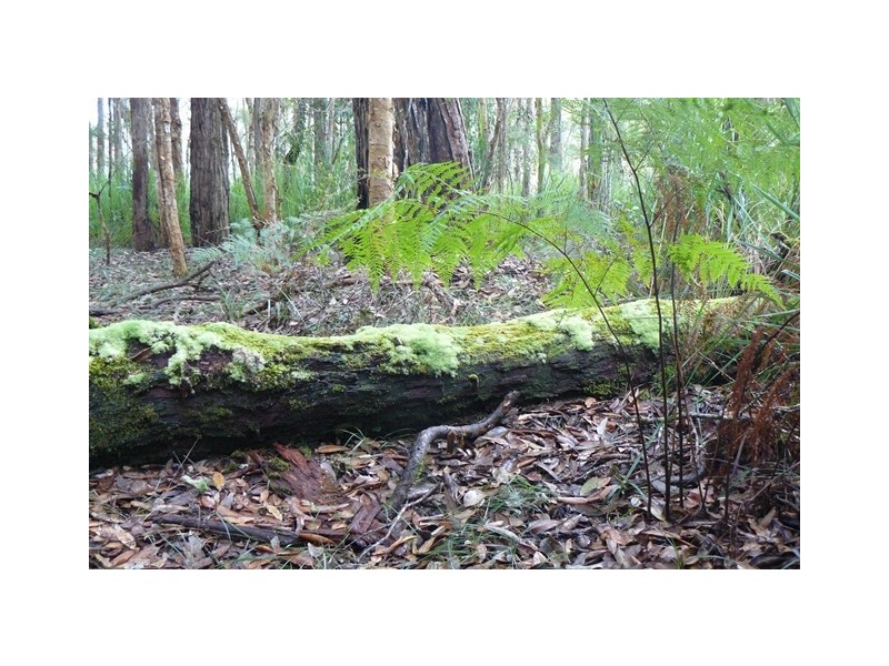 Lot 2 Dickson Road, Dooralong NSW 2259