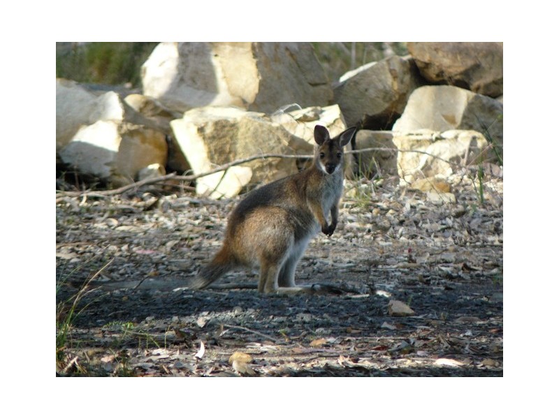 Lot 3 Dickson Road, Dooralong NSW 2259