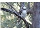 Lot 3 Dickson Road, Dooralong NSW 2259
