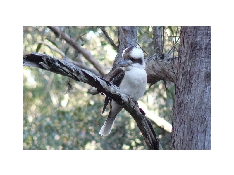 Lot 3 Dickson Road, Dooralong NSW 2259