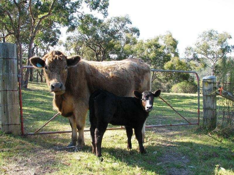Mangrove Mountain NSW 2250