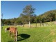 Ravensdale NSW 2259
