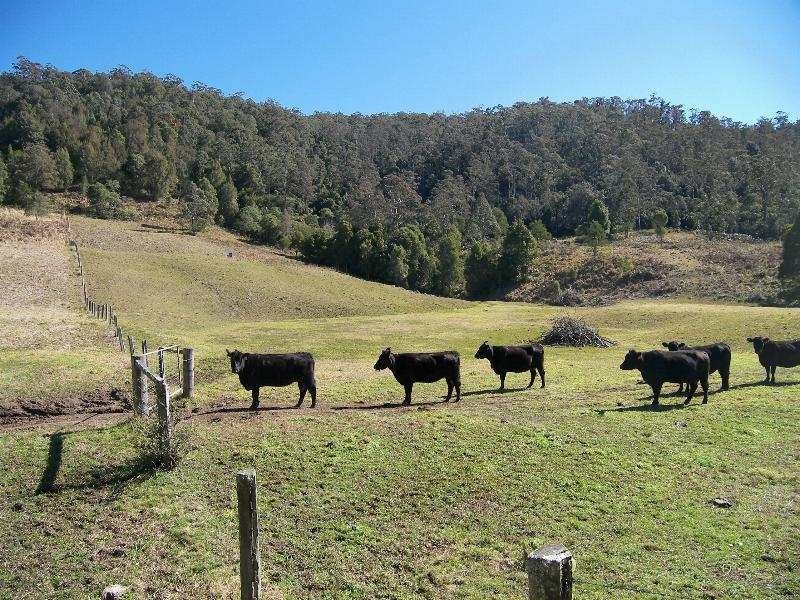 Ravensdale NSW 2259